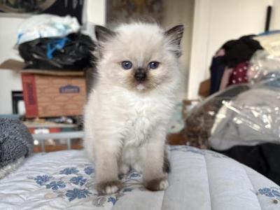 Seal Mitted Female - Ragdoll - Gallery Photo #1