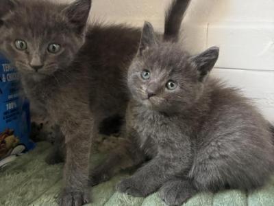 Blue Russians - Russian Blue - Gallery Photo #1