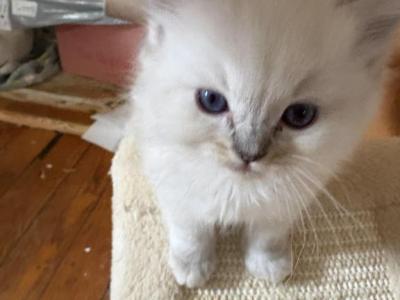Blue Lynx Ragdoll - Ragdoll - Gallery Photo #1