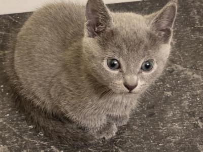 Female 1 - Russian Blue - Gallery Photo #1