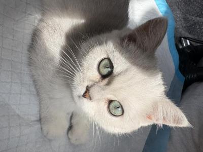 Dana - British Shorthair - Gallery Photo #1