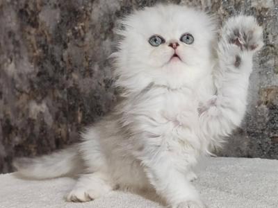 Spenser SFL As11 - Scottish Fold - Gallery Photo #1