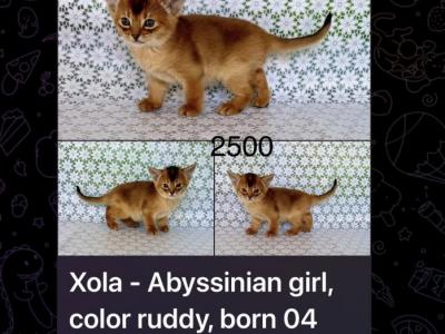 Xola - Abyssinian - Gallery Photo #1