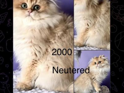 Fily Ny11 - British Shorthair - Gallery Photo #1
