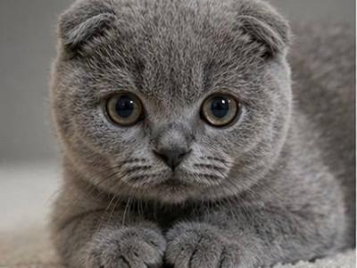 Figaro SFS - Scottish Fold - Gallery Photo #1