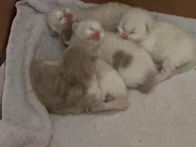 RAGDOLL LITTER OF FIVE - Ragdoll - Gallery Photo #1