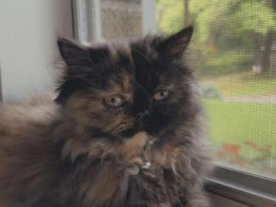 Mocha - Persian - Gallery Photo #1