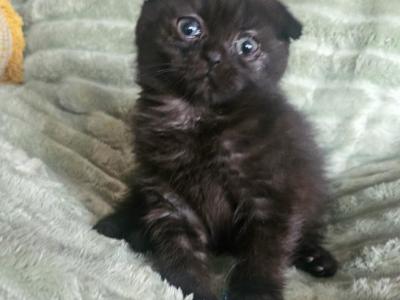 Rowan - Scottish Fold - Gallery Photo #1
