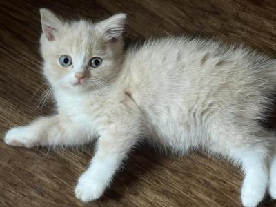 Marshmallow Scottish Straight - Scottish Straight - Gallery Photo #1