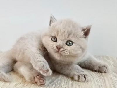 PURE BREED BRITISH SHORTHAIR KITTEN BOY - British Shorthair - Gallery Photo #1
