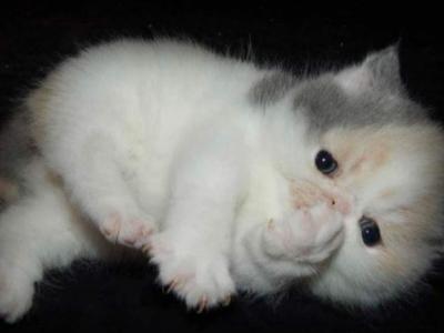 Exotic Shorthair - Exotic - Gallery Photo #1