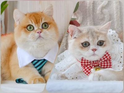 Sultan - British Shorthair - Gallery Photo #1