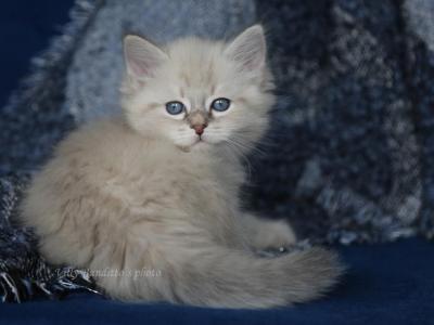 HARDY IZ TVERSKOGO KNYAZHESTVA - Siberian - Gallery Photo #1