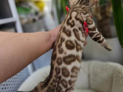 Pixie - Bengal - Gallery Photo #1