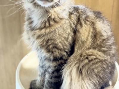 Pure Main Coon Female Freya - Maine Coon - Gallery Photo #1