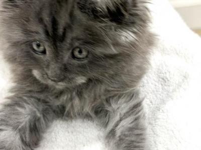 Rufus - Maine Coon - Gallery Photo #1