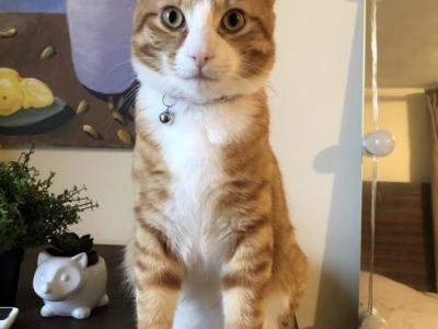 Oliver - Domestic - Gallery Photo #1