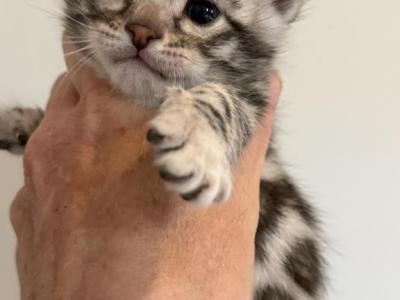 Thomas - Bengal - Gallery Photo #1