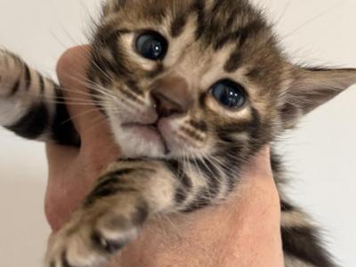 Sasha - Bengal - Gallery Photo #1