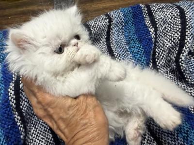 Persian White Kitten Boys - Persian - Gallery Photo #1