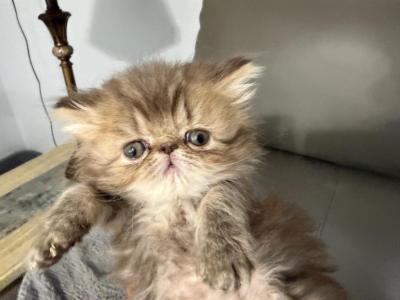 Persian Chocolate Tabby Girl - Persian - Gallery Photo #1