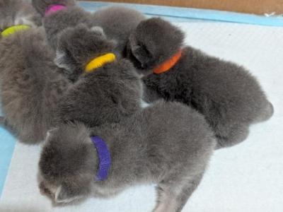 Scottish Fold Kittens - Scottish Fold - Gallery Photo #1