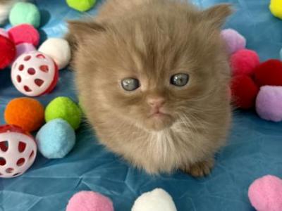 Basil Hayden - Munchkin - Gallery Photo #1