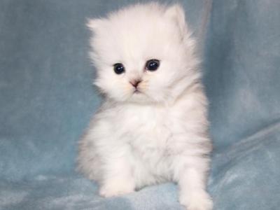 CFA White Female Shaded Silver Persian - Persian - Gallery Photo #1