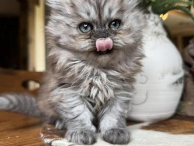 Female Persian Kitten - Persian - Gallery Photo #1