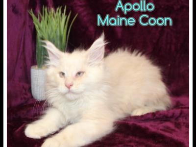 Apollo - Maine Coon - Gallery Photo #1