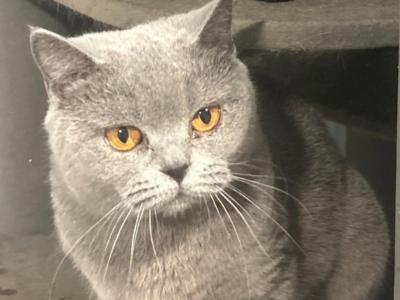Gracy - British Shorthair - Gallery Photo #1
