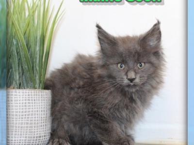 Thor - Maine Coon - Gallery Photo #1