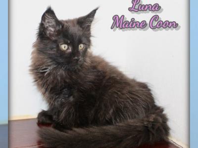 Luna - Maine Coon - Gallery Photo #1