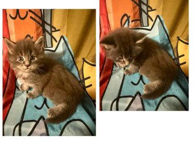 Simba - Maine Coon - Gallery Photo #1