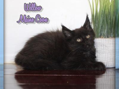 Willow - Maine Coon - Gallery Photo #1