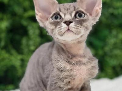 Caio - Devon Rex - Gallery Photo #1
