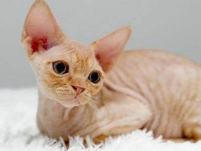 Rio - Devon Rex - Gallery Photo #1