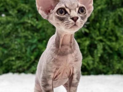 Theo - Devon Rex - Gallery Photo #1