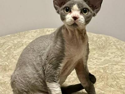 Mona - Devon Rex - Gallery Photo #1