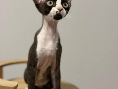 Nolan - Devon Rex - Gallery Photo #1