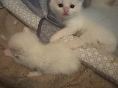 Lilly And Snowball - Ragdoll - Gallery Photo #1