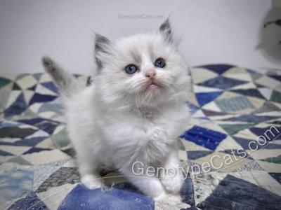 Draco - Ragdoll - Gallery Photo #1