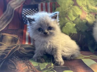Blue Point - Himalayan - Gallery Photo #1