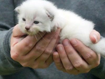 Luna Tater Tot - Ragdoll - Gallery Photo #1