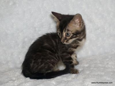 Double Charcoal Bengal Female - Bengal - Gallery Photo #1