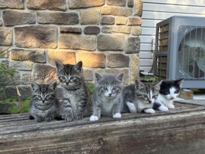 House Hold Kittens - Domestic - Gallery Photo #1