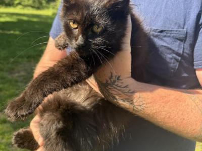 Soufflè - Maine Coon - Gallery Photo #1