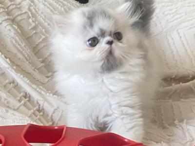 Blue And White Bicolors - Persian - Gallery Photo #1