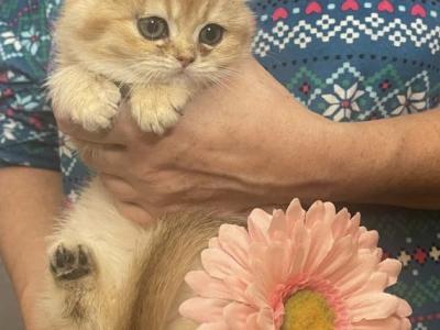 Golden BSH - British Shorthair - Gallery Photo #1