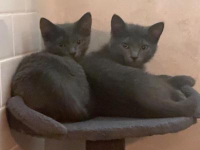 Poppy And Ruby - Russian Blue - Gallery Photo #1